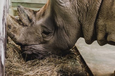 close up view of safari rhino eating meal at zoo clipart