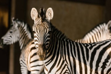 close up view of beautiful striped zebras at zoo clipart
