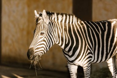close up view of beautiful striped zebra at zoo clipart