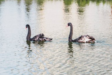 selective focus of black swans swimming on pond at zoo clipart