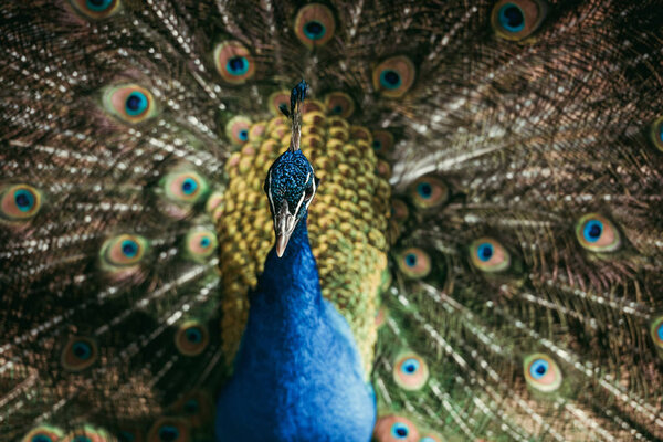 close up view of beautiful peacock with colorful feathers at zoo