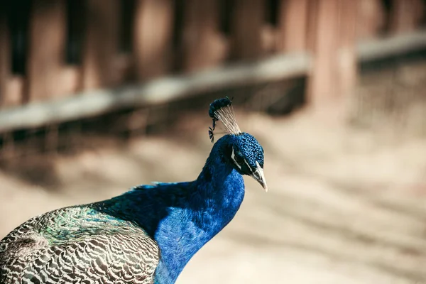 Vista Perto Belo Pavo Com Penas Coloridas Zoológico — Fotografia de Stock Grátis