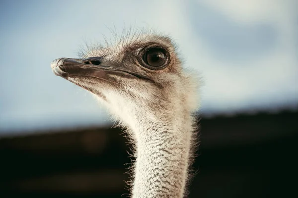 Selective Focus Beautiful Ostrich Blurred Background — Stock Photo, Image