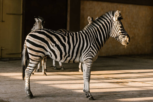 close up view of beautiful striped zebras at zoo