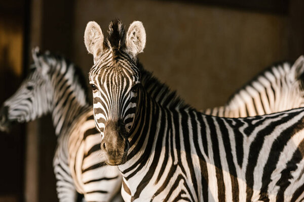 close up view of beautiful striped zebras at zoo