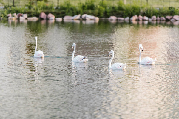 selective focus of white flamingos swimming on pond at zoo