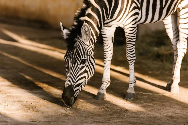 Vue Rapprochée Beau Zèbre Rayé Zoo — Photo