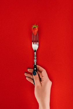 Female hand holding fork with strawberry isolated on red background clipart