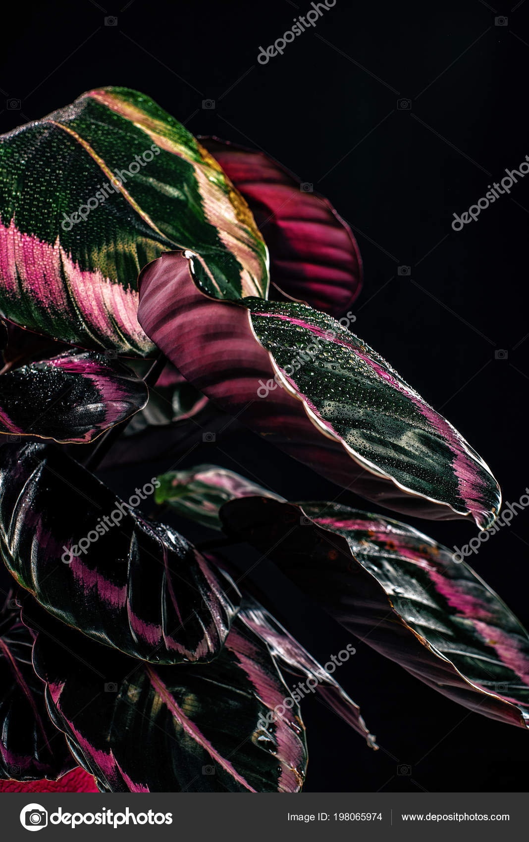Alla moda calathea pianta con foglie rosa isolato sul nero — foto ... Calathea foglie secche
