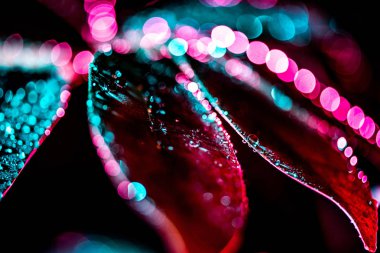 botanik doku ıslak schefflera yaprak, pembe renk filtresi ile seçici odak