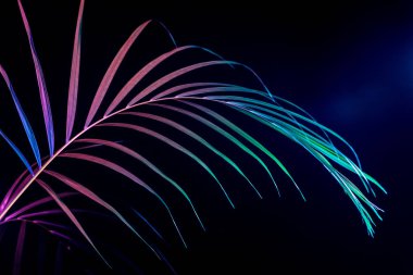 leaf of house palm with color filter, isolated on black clipart