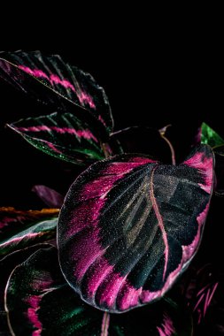pink leaves of calathea houseplant with drops, isolated on black clipart