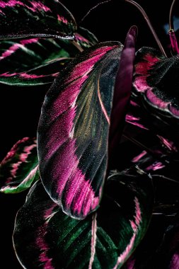 close up of calathea plant with pink leaves, isolated on black clipart