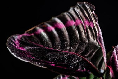 close up of pink leaf of calathea houseplant with drops, isolated on black clipart