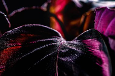 dramatik aydınlatma ile calathea bitkinin yakın çekim 