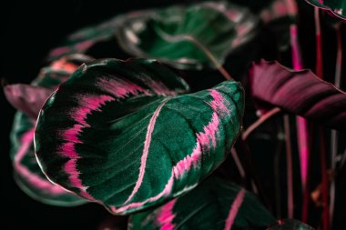 siyah, pembe ve yeşil yapraklarla botanik calathea bitki