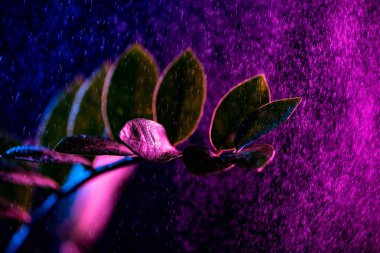 zanzibar gem houseplant with pink drops, on black clipart