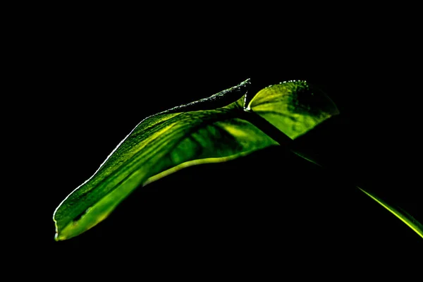 Green Wet Tropical Leaf Isolated Black — Stock Photo, Image