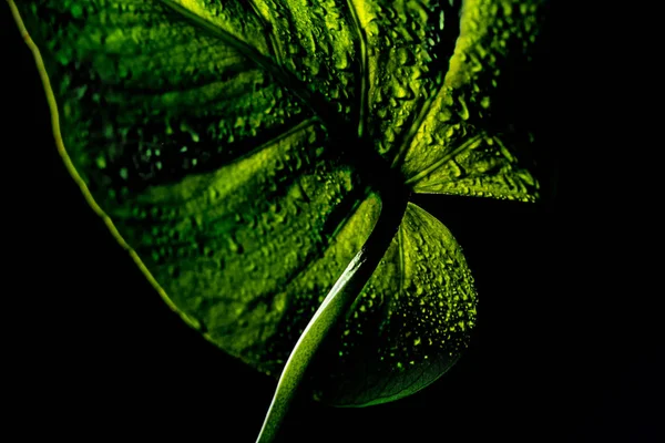 Groene Blad Met Water Bladeren Geïsoleerd Zwart — Stockfoto