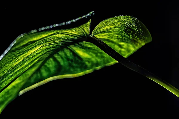 Green Wet Leaf Isolated Black — Free Stock Photo