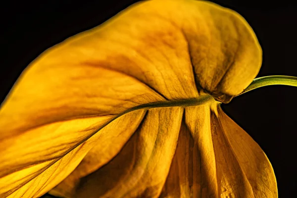Крупный План Желтого Листа Изолированный Чёрном — стоковое фото