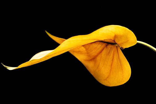 beautiful yellow leaf, isolated on black background 