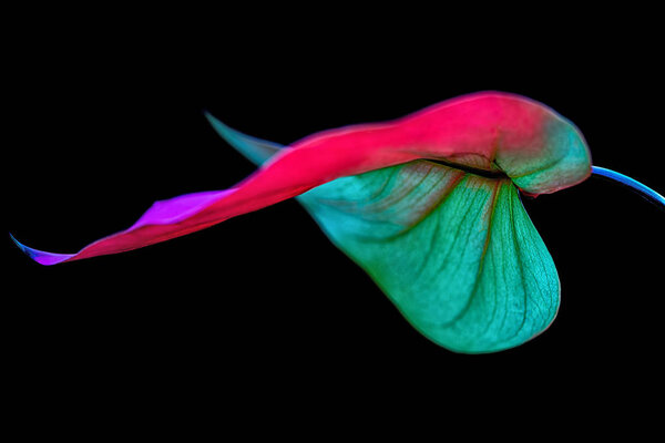 toned image of beautiful leaf with pink filter, isolated on black background 