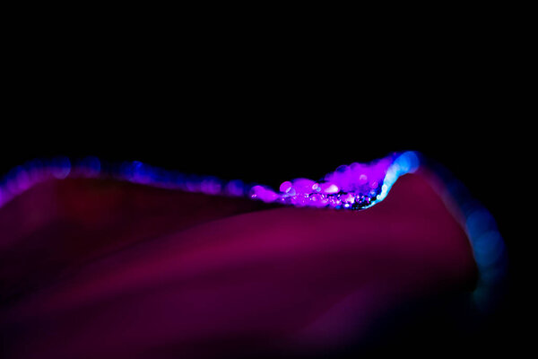 macro background with wet tropical leaf, isolated on black