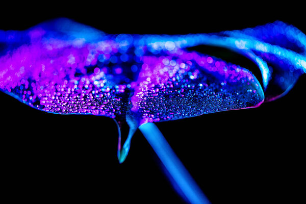 close up of blue tropical leaf with water drops, isolated on black