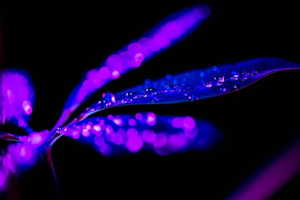 Toned Image Dark Wet Schefflera Leaf Isolated Black — Free Stock Photo
