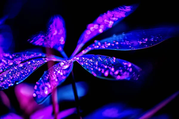 Imagem Tonificada Planta Azul Schefflera Com Gotas Rosa Isolado Preto — Fotografia de Stock