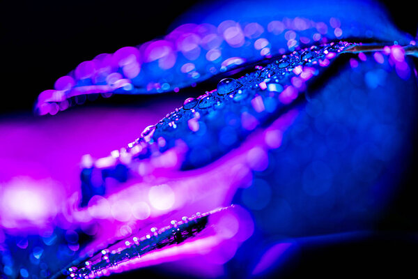 селективная фокусировка комода Шеффлера с голубым цветовым фильтром, на черном
