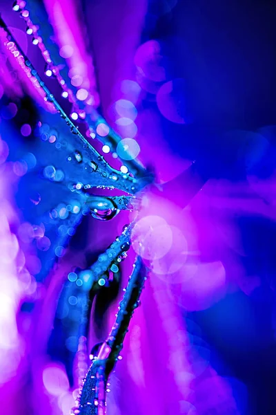 Selective Focus Texture Blue Schefflera Leaf Pink Drops — Stock Photo, Image
