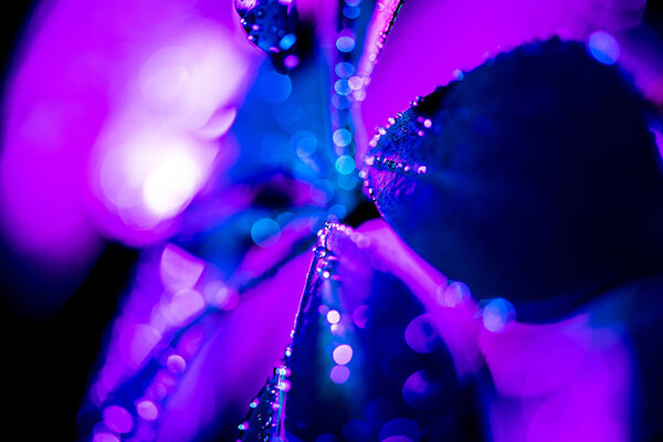 Макро фон с голубым листком шефлера с фиолетовыми капельками
