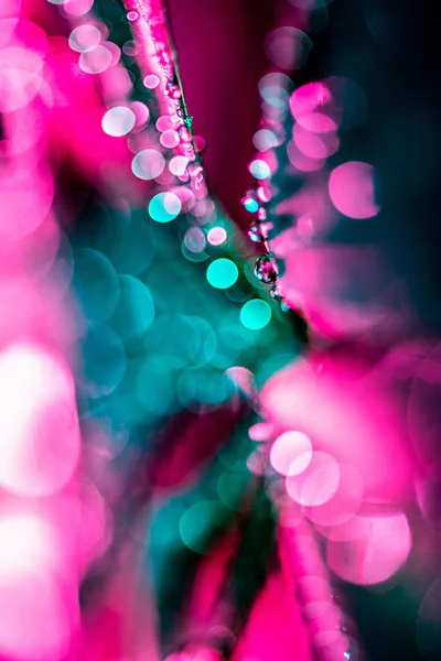 带粉红色水滴的绿叶纹理选择性聚焦 — 图库照片