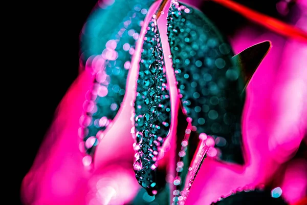 Textura Botánica Con Hoja Schefflera Con Gotas Filtro Color Rosa — Foto de stock gratis