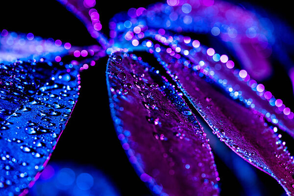 selective focus of water drops on schefflera leaf, blue color filter