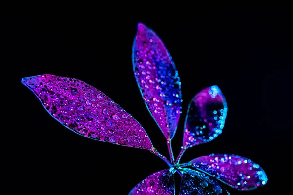 water drops on purple schefflera leaf, isolated on black