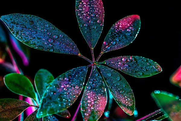 green schefflera plant with drops and pink color filter, isolated on black