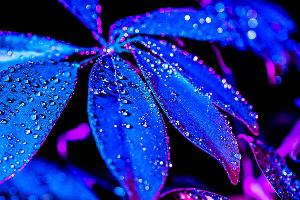 toned image of blue schefflera leaf with drops, on black