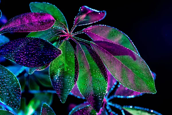 toned image of schefflera plant with wet leaves, isolated on black
