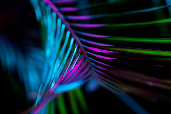 тонизированное изображение свежего пальмового листа, на черном
