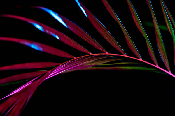 тонированное изображение пальмового листа с цветным фильтром, изолированное на черном
