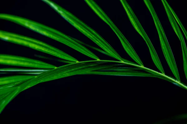 Foglia Verde Pianta Palma Isolata Nero — Foto Stock