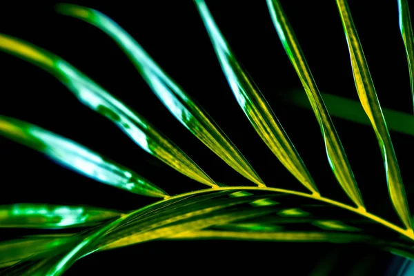 Gros Plan Feuille Palmier Vert Isolé Sur Noir — Photo