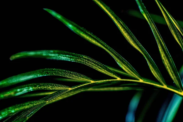 Primer Plano Hoja Palma Verde Con Gotas Aislado Negro —  Fotos de Stock