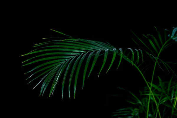 Hojas Palma Verde Aisladas Negro —  Fotos de Stock
