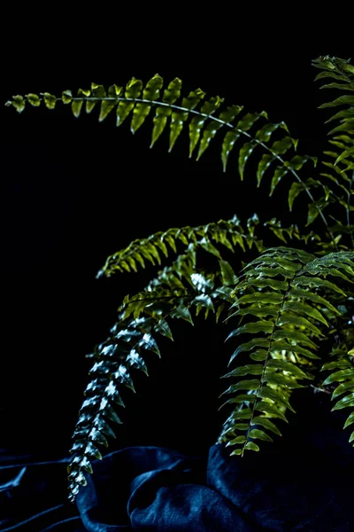 Ботанічна Зелена Рослина Папороті Чорному Тлі — стокове фото