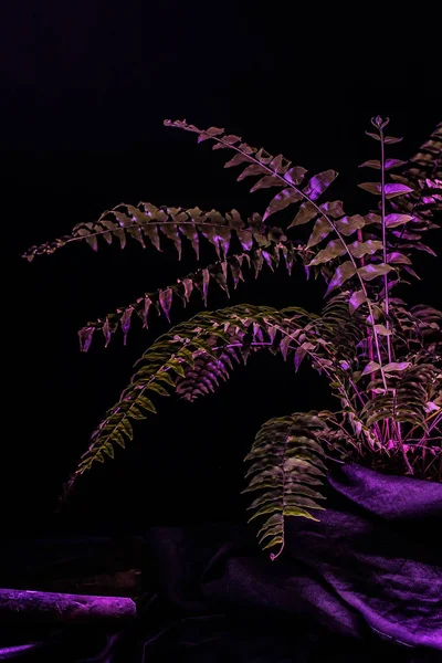 Тоноване Зображення Рослини Папороті Чорному Тлі — Безкоштовне стокове фото