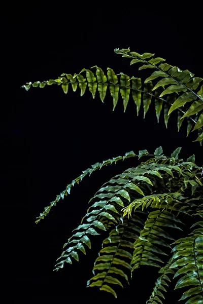 Natural Green Fern Leaves Isolated Black — Stock Photo, Image